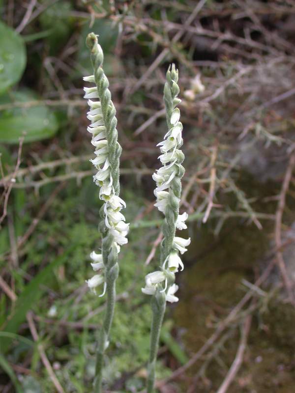 Orchidee da La Maddalena